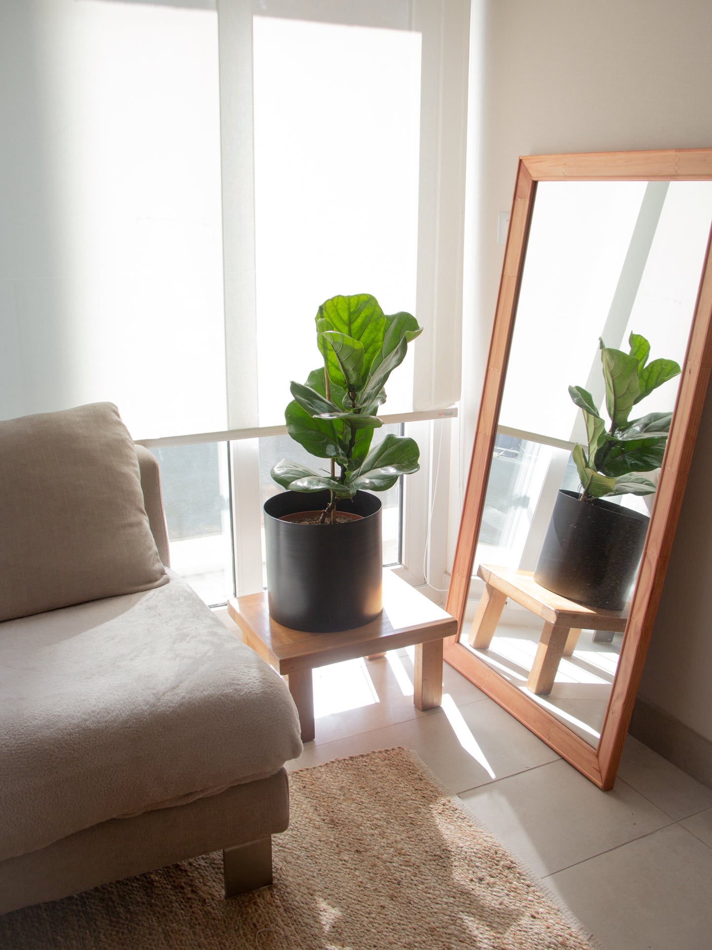 DUO Ficus Lyrata + Macetero Krug