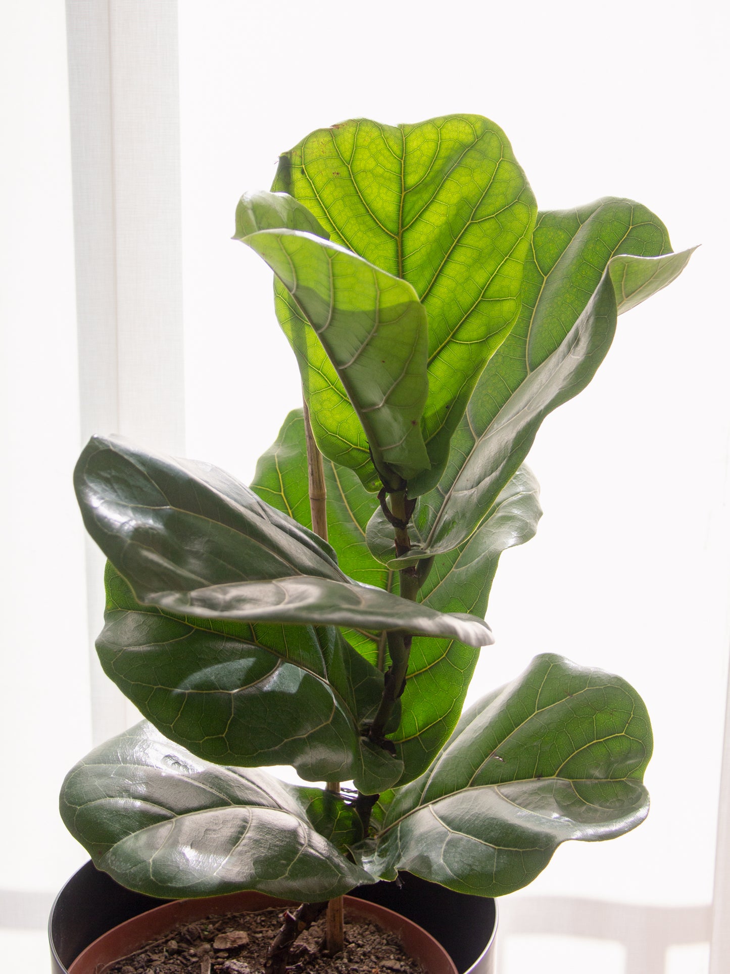 DUO Ficus Lyrata + Macetero Krug