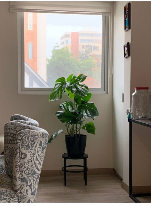 A la hora de elegir tu planta de Interior
