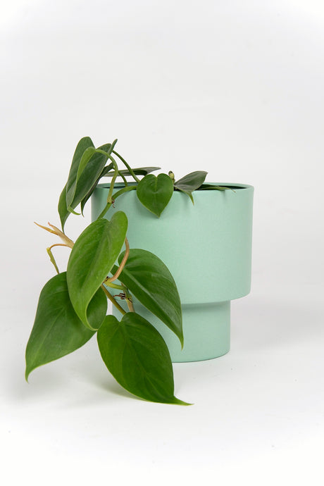 Aprendiendo a tener nuestras plantas de interior!