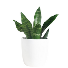 Cargar imagen en el visor de la galería, Planta Sansevieria con macetero KRONOS 19cm
