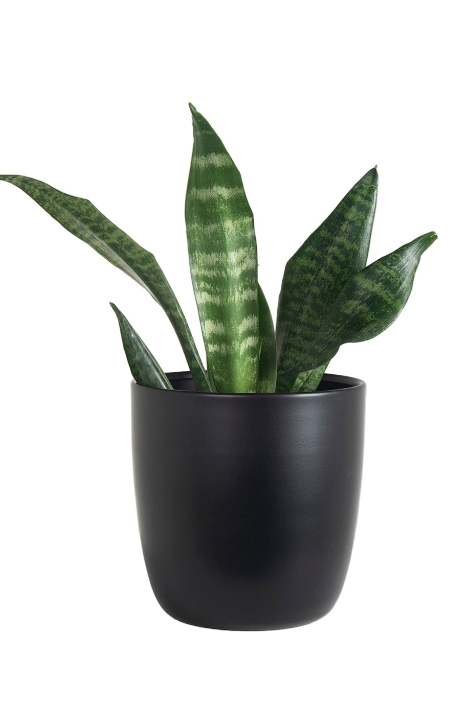 Planta Sansevieria con macetero KRONOS 19cm