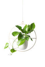Cargar imagen en el visor de la galería, Colgante de techo dorado para plantas con macetero blanco
