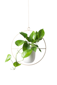 Colgante de techo dorado para plantas con macetero blanco