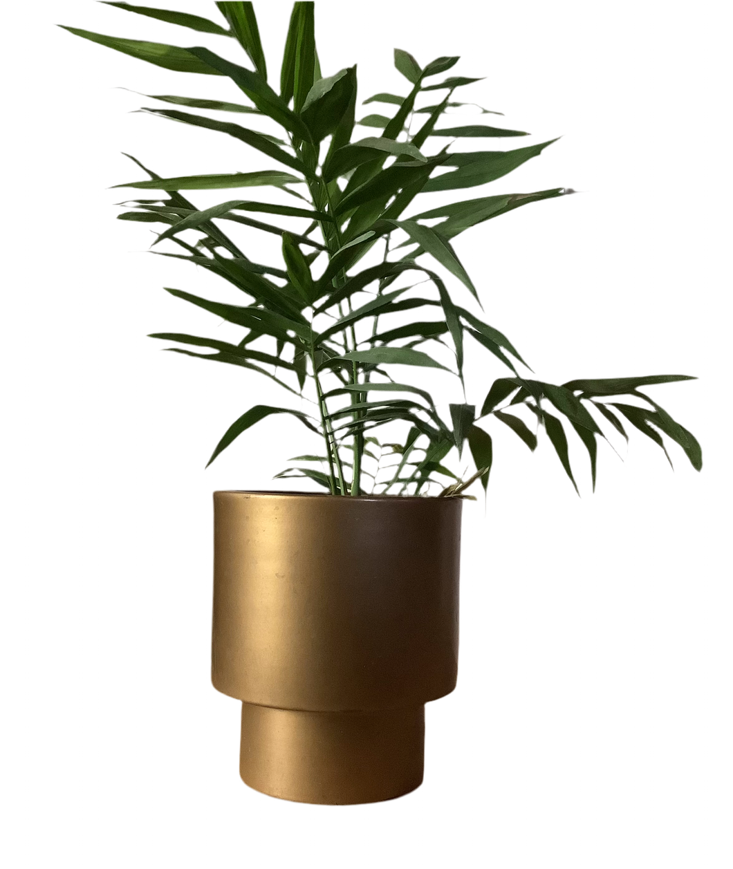 Palmera Chamaedorea con macetero Kup 20cm dorado