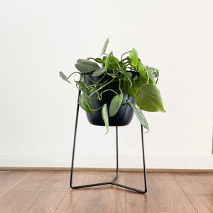DUO Mercedes 60cms + 40cms  negro con macetero metálico negro