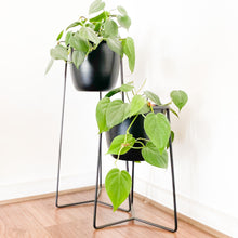 Cargar imagen en el visor de la galería, DUO Mercedes 60cms + 40cms  negro con macetero metálico negro
