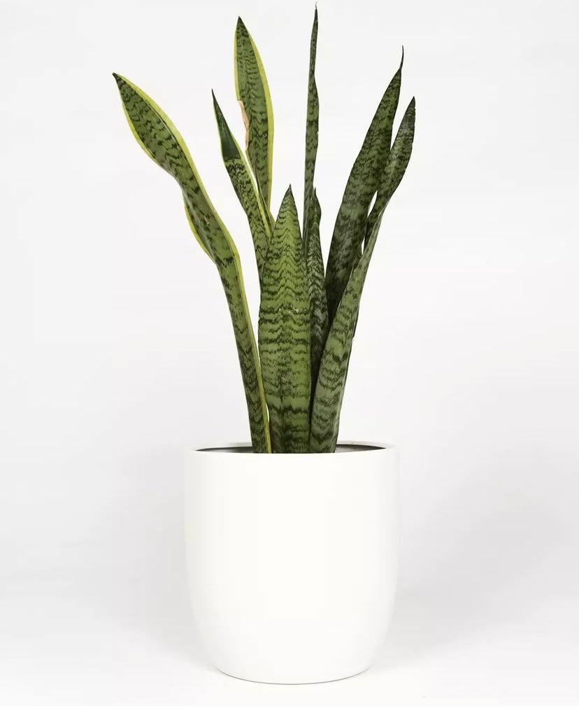 Planta Sansevieria con macetero KRONOS 24cm