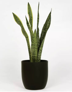 Planta Sansevieria con macetero KRONOS 24cm