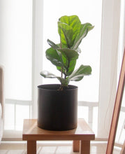 Cargar imagen en el visor de la galería, DUO Ficus Lyrata + Macetero Krug

