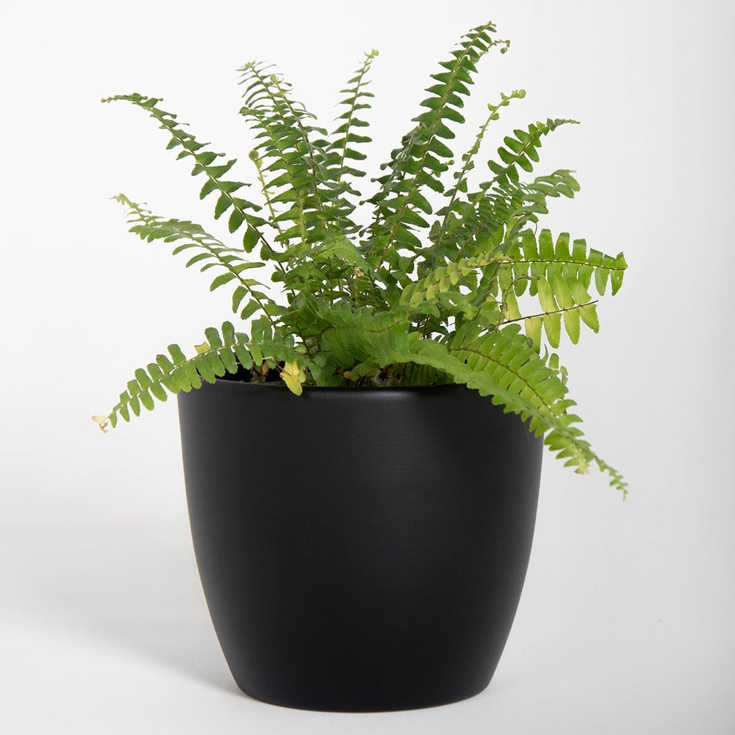 Macetero Metálico 15 cms negro