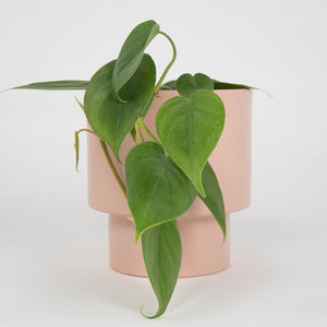 Macetero metálico KUP 20cms rosa