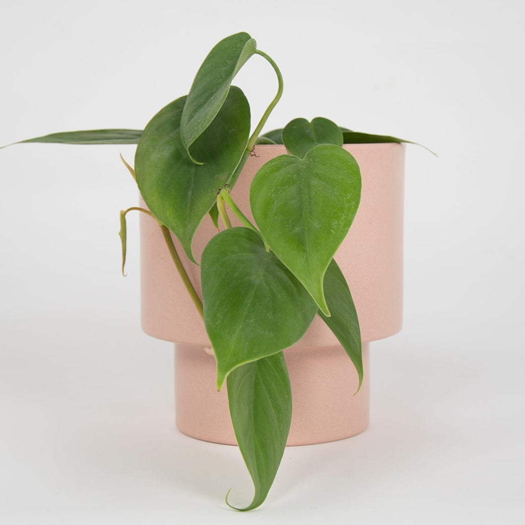 Macetero metálico KUP 20cms rosa