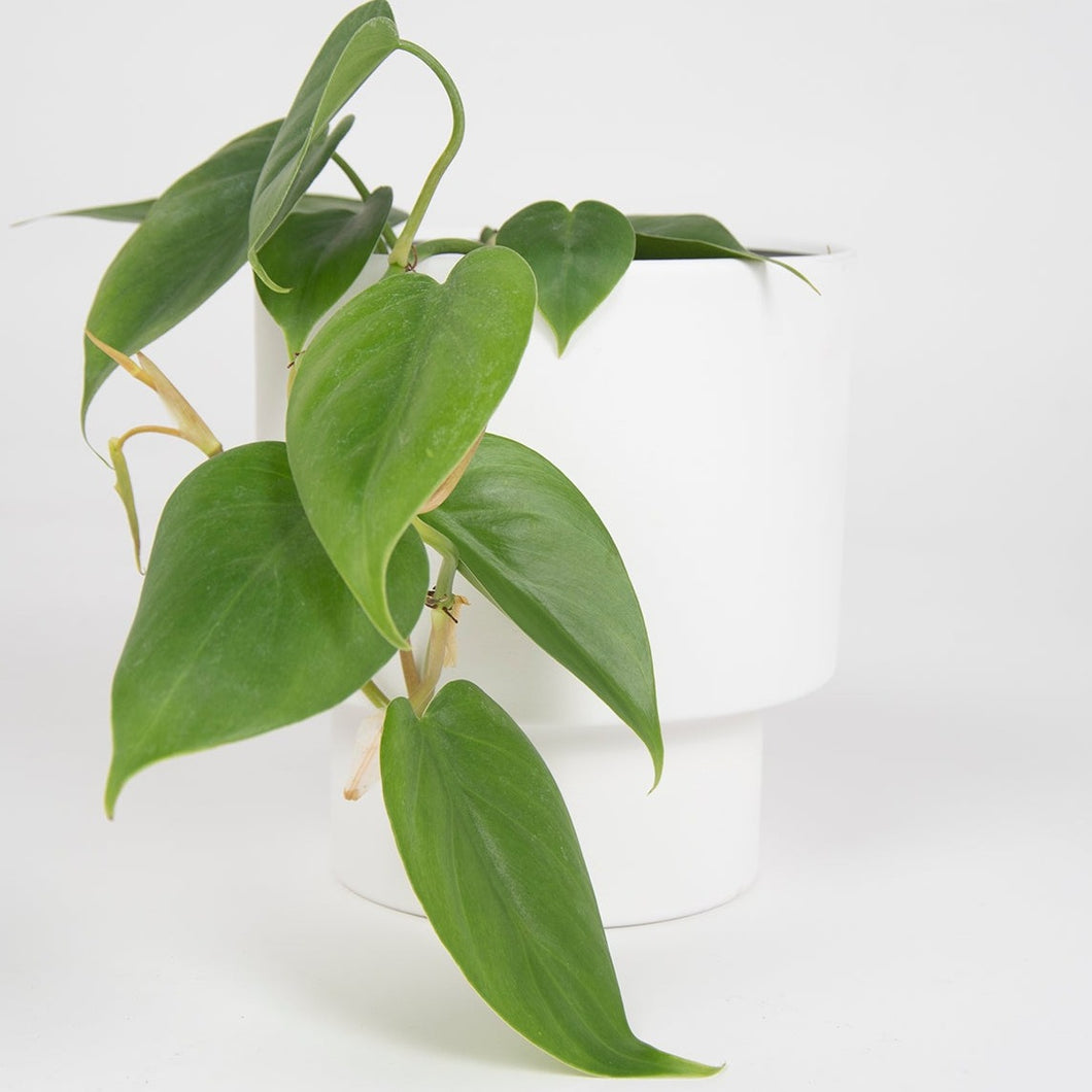 Macetero metálico KUP 20cms blanco