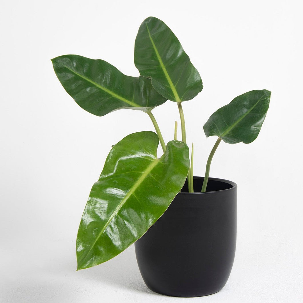 Macetero metálico aluminio 24cms negro
