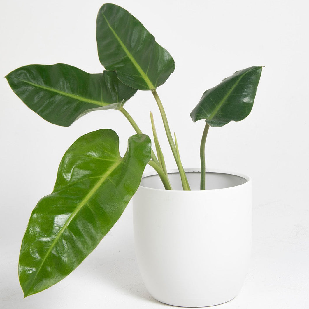 Macetero metálico aluminio 24cms blanco