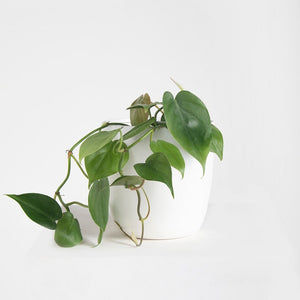 Macetero metálico aluminio 20cms blanco