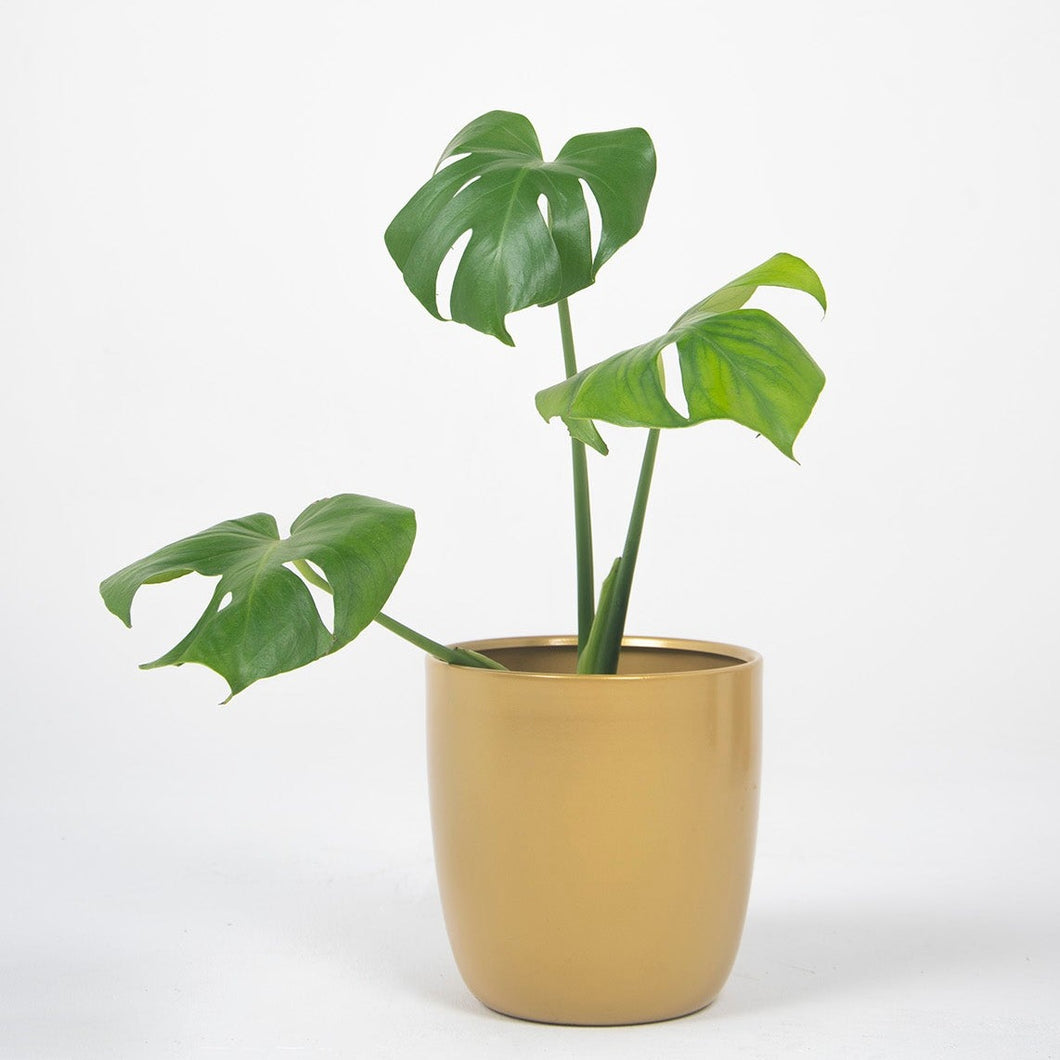 Macetero metálico aluminio 20cms dorado