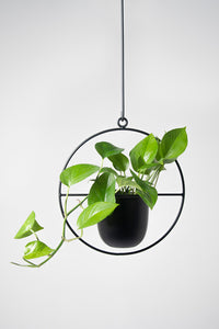 Colgante de techo negro para plantas